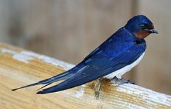 Barn swallow - image from Wikipedia