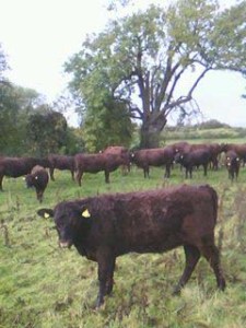 Wet cattle - some will be inside in December