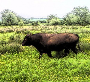 Wassledine Red Poll bull - great tasting and slow grown, grass fed beef from Bedfordshire